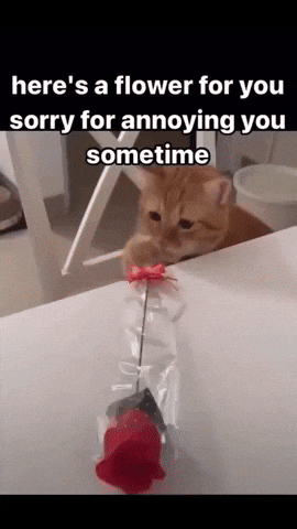 Sorry Cat